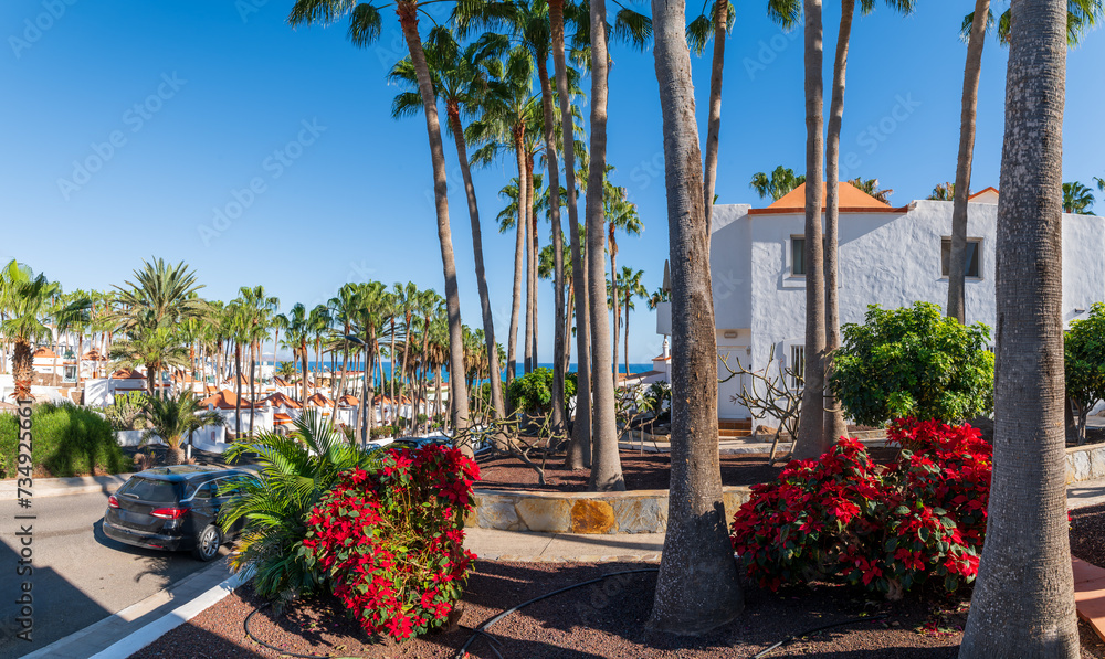 Costa Calma, Fuerteventura: lush palm-lined avenues and vibrant blooms frame a tranquil resort town, embodying island serenity.