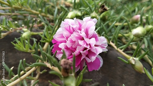 Portulaca flower, Moss rose: Colorful flowers that love the sun, are easy to care for, and make your garden look happy and pretty! 🌼😊