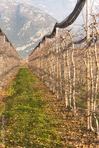 Tapety artystyczne Meleti e vigneti