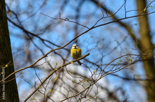 Eurasian blue tit, Cyanistes caeruleus, on a bare tree branch in a park against a blue sky