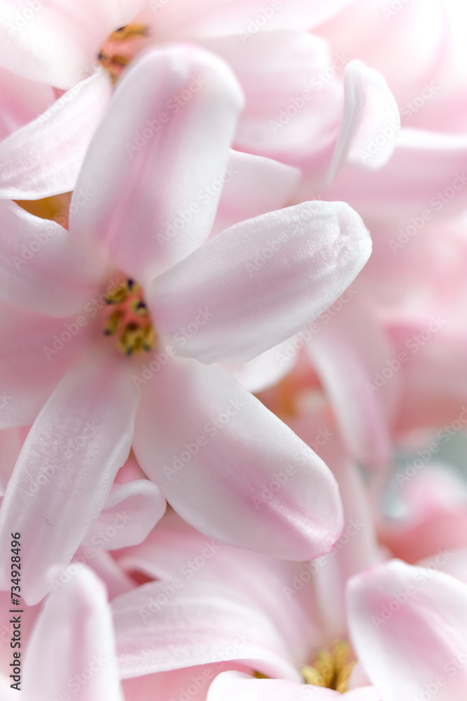 Close-Up of Vibrant Pink Hyacinth Flowers in Spring