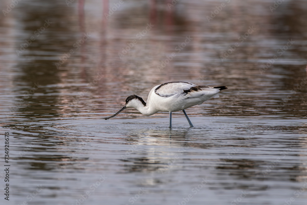Obraz premium Avocet fishing in a Camargue pond