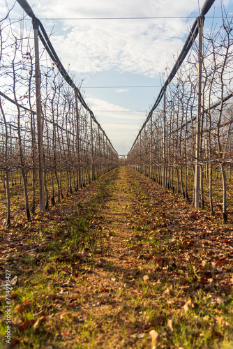 Tapety artystyczne Meleti e vigneti
