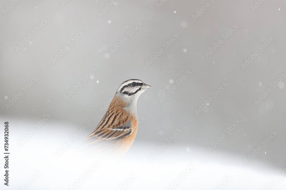A solitary bunting emerges from a snowy landscape, with snowflakes softly falling against a gray backdrop