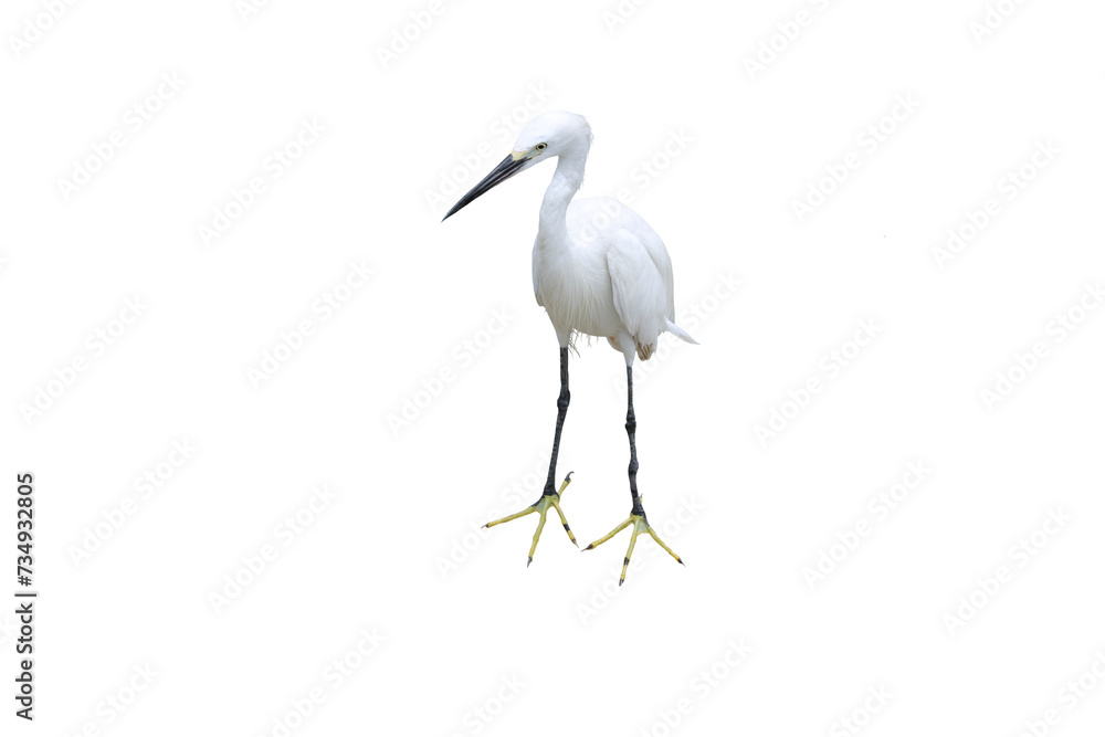 Close-up view of a white egret isolated on a transparent background png file. Close-up view of a white egret isolated on a transparent background png file.