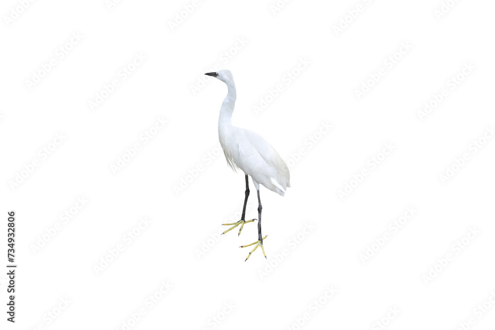Close-up view of a white egret isolated on a transparent background png file. Close-up view of a white egret isolated on a transparent background png file.