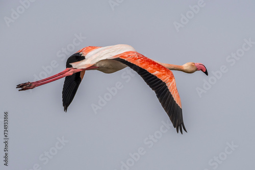 a pink flamingo in flight in the sky 