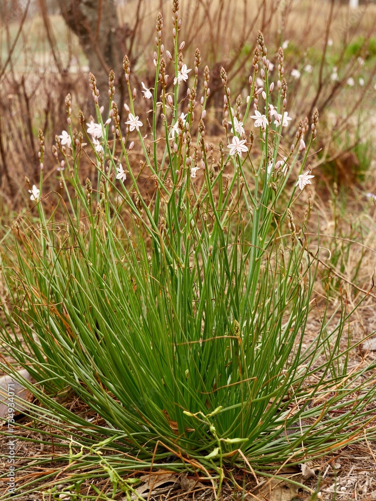 Blooming pollow-stemmed asphodel, onionweed, onion-leafed asphodel or pink asphodel (Asphodelus fistulosus) on a sand dune at Mediterranian cost of Spain