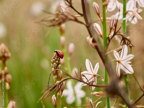 Blooming pollow-stemmed asphodel, onionweed, onion-leafed asphodel or pink asphodel (Asphodelus fistulosus) on a sand dune at Mediterranian cost of Spain with ladybug or ladybird (Coccinellidae)  photo