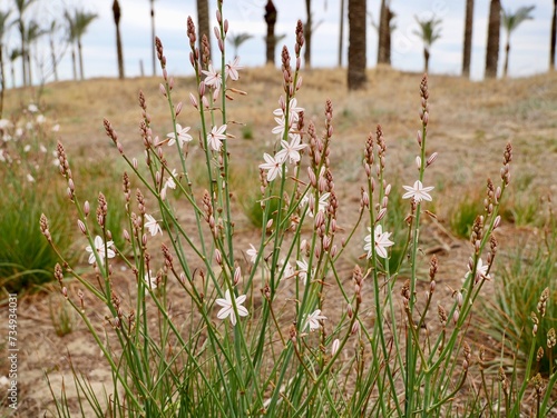 Blooming pollow-stemmed asphodel, onionweed, onion-leafed asphodel or pink asphodel (Asphodelus fistulosus) on a sand dune at Mediterranian cost of Spain photo