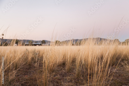 Tall grass clumps in farm paddock at dusk photo