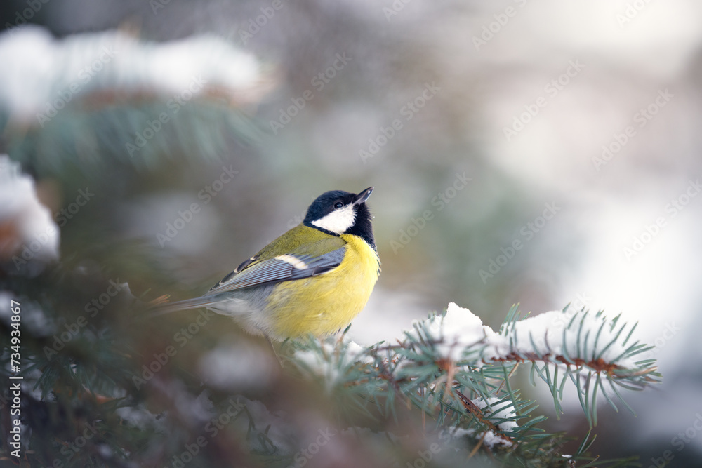 Tit in the coniferous branches of the Christmas tree Tit in the coniferous branches of the Christmas tree
