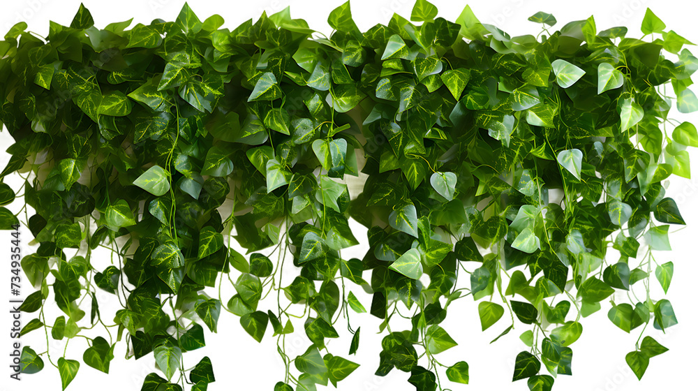 Cutout ivy png image on transparent background Cutout ivy png image on transparent background