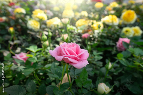 Wallpaper Mural Close-up Rose flowers for nature Background. Torontodigital.ca
