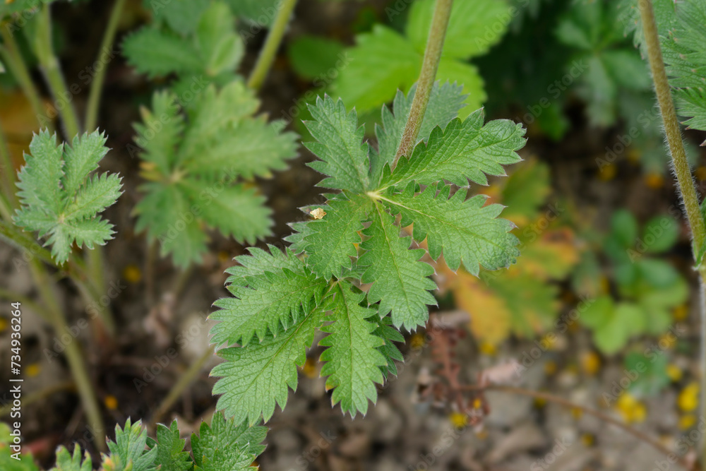Slender cinquefoil leaves Slender cinquefoil leaves