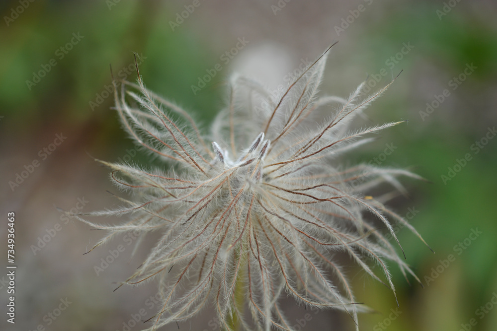 Blue Siberian Pasque Flower seed head Blue Siberian Pasque Flower seed head
