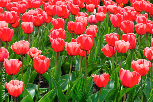 Red tulip field, spring background in red color. Red tulips flower bed in the park.