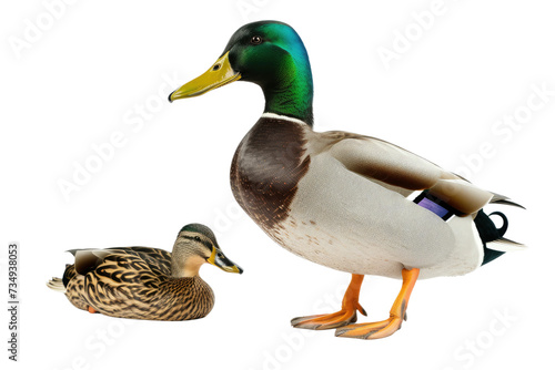 Waterfowl Drake and Duckling on Transparent Background, PNG