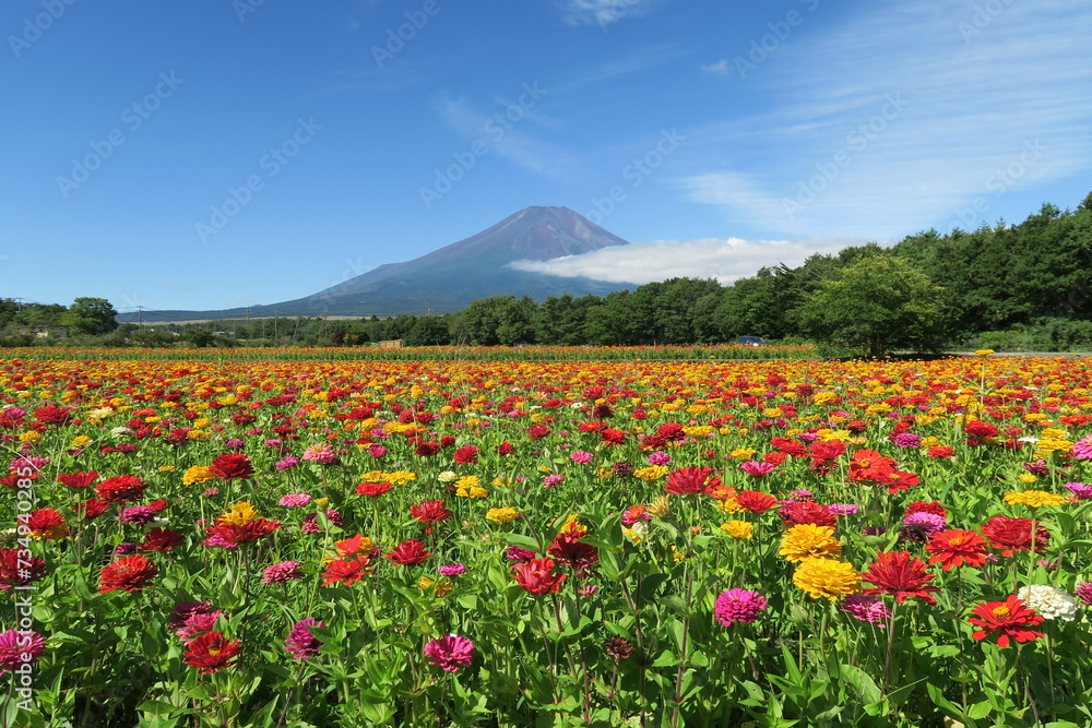 花畑と富士山