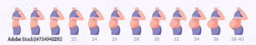 Gestation period in weeks, from 12 weeks to 40 weeks of pregnancy. Stages of fetal development in the abdomen. Chronology of prenatal development in weeks, silhouette of a pregnant woman. 