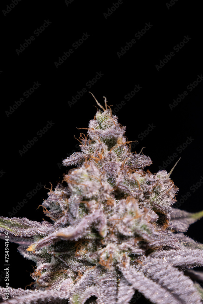 Obraz premium Cannabis, Flower, Ganja, za, trichrome
