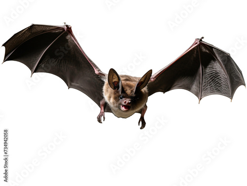 a bat flying in the air photo