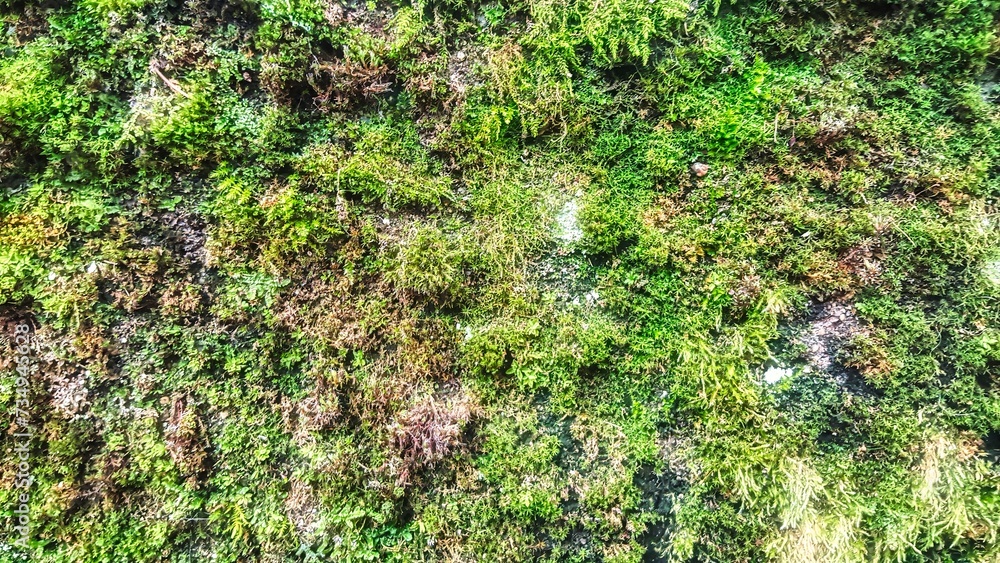 Obraz premium Menthon saint bernard, France - October 19 2015 : green natural moss plants on a wall in the historic town has a warm and mysterious view