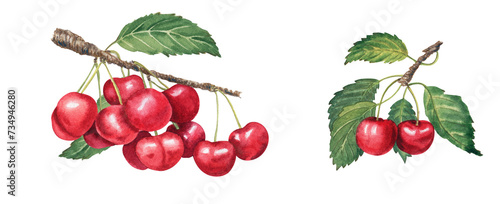 Watercolor cherry hand drawn illustration isolated.