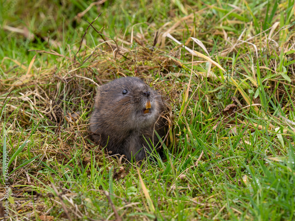 A Water Vole Feeding From a Burrow A Water Vole Feeding From a Burrow