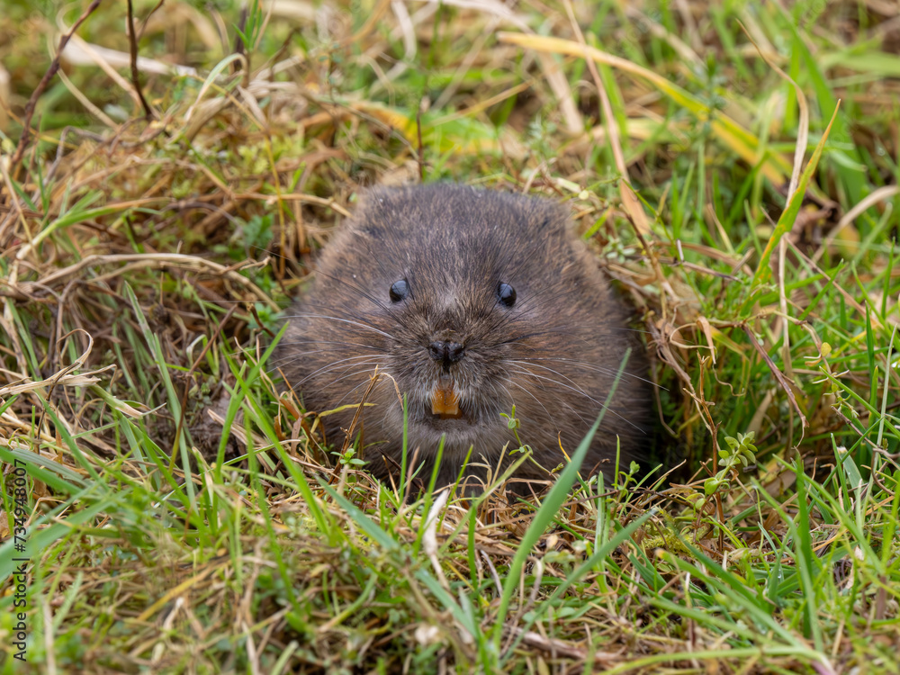 A Water Vole Feeding From a Burrow A Water Vole Feeding From a Burrow