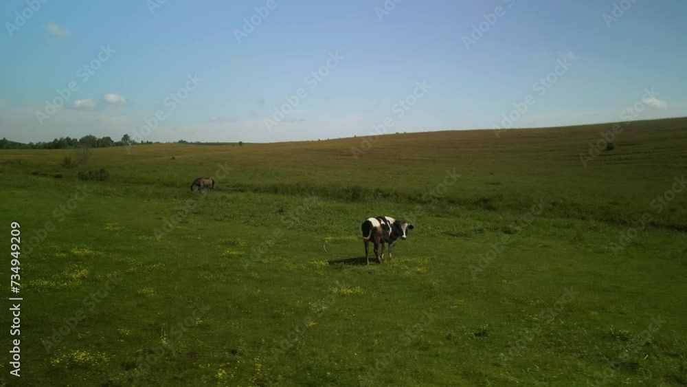Horses on the meadow aerial view Horses on the meadow aerial view