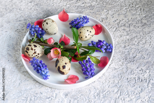 Bright Easter entourage in neon colors. On flat white plate, quail eggs, branch of Japanese quince with red flowers and blue muscari