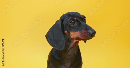 Black dachshund dog holding a toothbrush in its mouth against a bright yellow backdrop, showcasing pet dental care. The owner takes care of the puppy teeth photo
