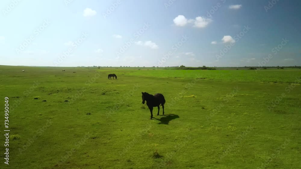 Horses on the meadow aerial view Horses on the meadow aerial view