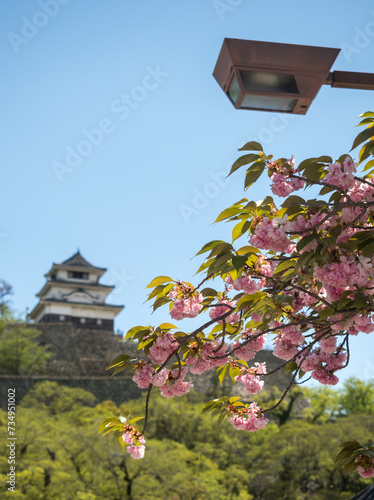 Cherry blossoms blooming in Marugame with castle tower in the background - Kagawa prefecture, Japan