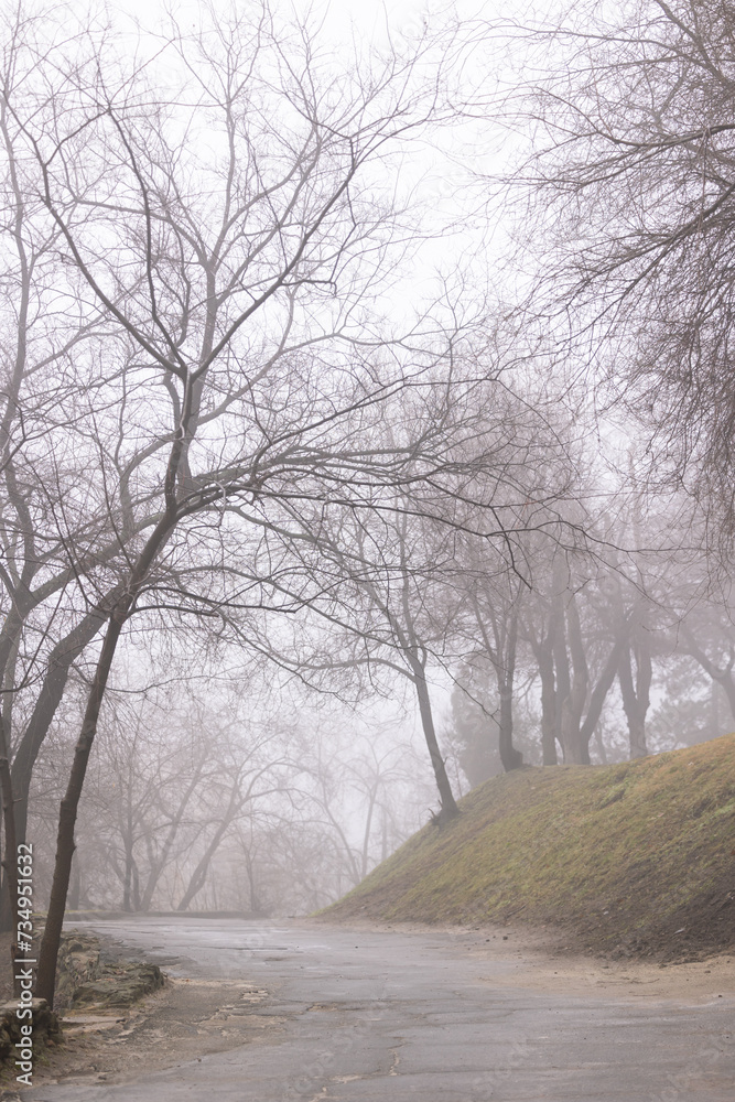Foggy road in the forest Foggy road in the forest