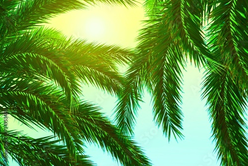 Coconut palm branches on sunny sky background