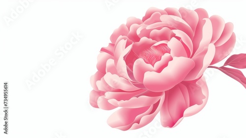 Vibrant Pink Peony Bloom on White Background