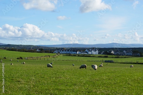 Countryside in Ireland. Sheep in fenced pastures. High quality photo