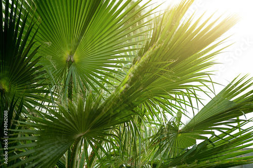 Amazing palms leaves with sun light wallpaper  for ecology  travel  holiday concept background