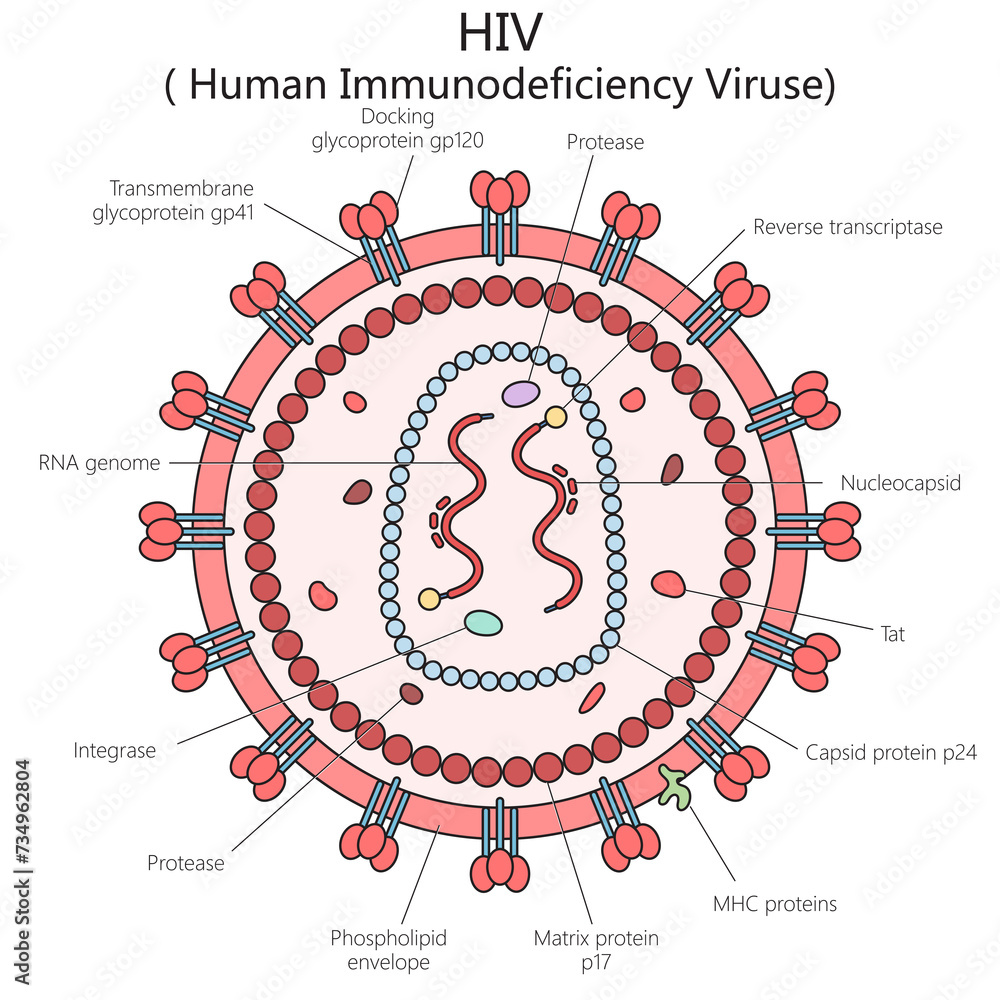 Human HIV virus structure vertebral column diagram hand drawn schematic ...