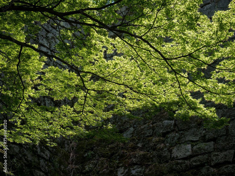 Lush springtime greenery of momiji trees under the walls of Marugame castle - Kagawa prefecture, Japan Lush springtime greenery of momiji trees under the walls of Marugame castle - Kagawa prefecture, Japan