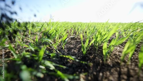 Biochar is scattered on a field with green grass