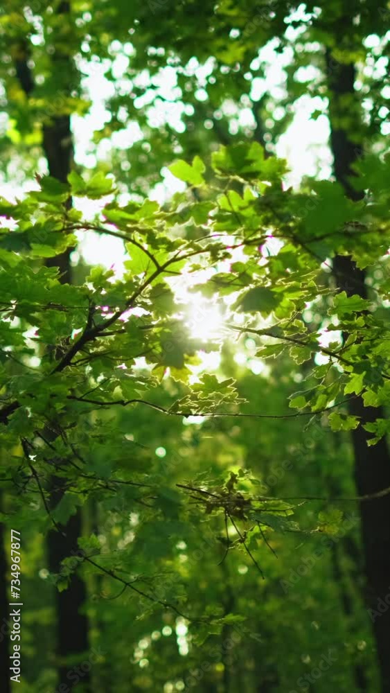 Vertical video. Green forest background. Foliage scenery. Woods sunlight. Peaceful nature park. Summer fresh morning lush trees leaves in blur beams outdoors. Vertical video. Green forest background. Foliage scenery. Woods sunlight. Peaceful nature park. Summer fresh morning lush trees leaves in blur beams outdoors.