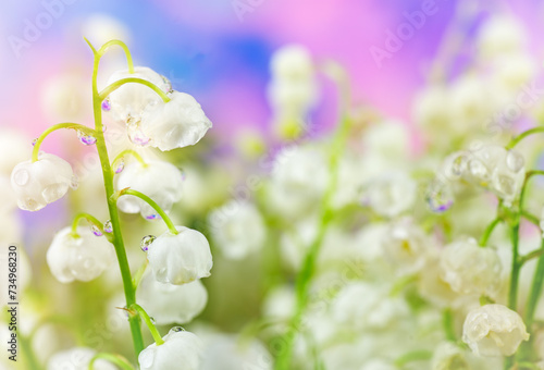 Beauty lily-of-the-valley flower with drops in blue and pink tones . Natural spring background