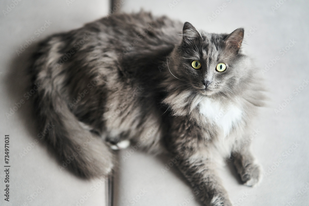 Close-up portrait of a big gray cat. High quality photo