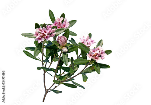 Chicken-back flower (Daphne sericea) is a shrubby species of flowering plant in the genus Daphne with purple flowers photo