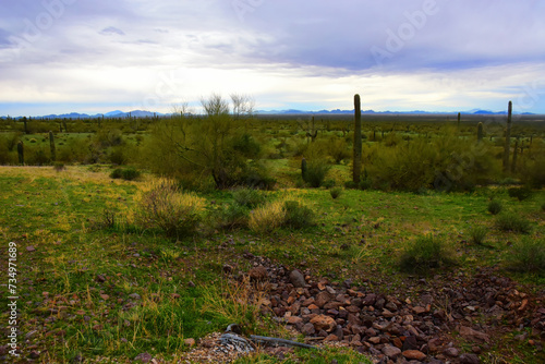 Sonora Desert Arizona