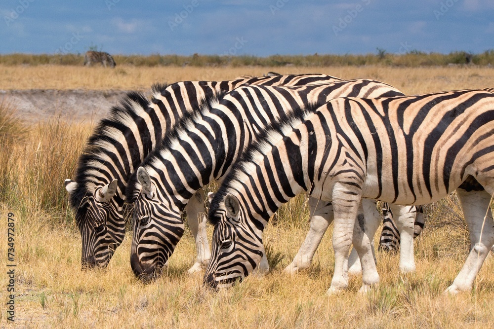 Fototapeta premium Herd of zebras on Etosha National Park, Namibia , Africa
