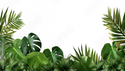 Tropical leaves nature frame layout of Monstera  isolated  white background